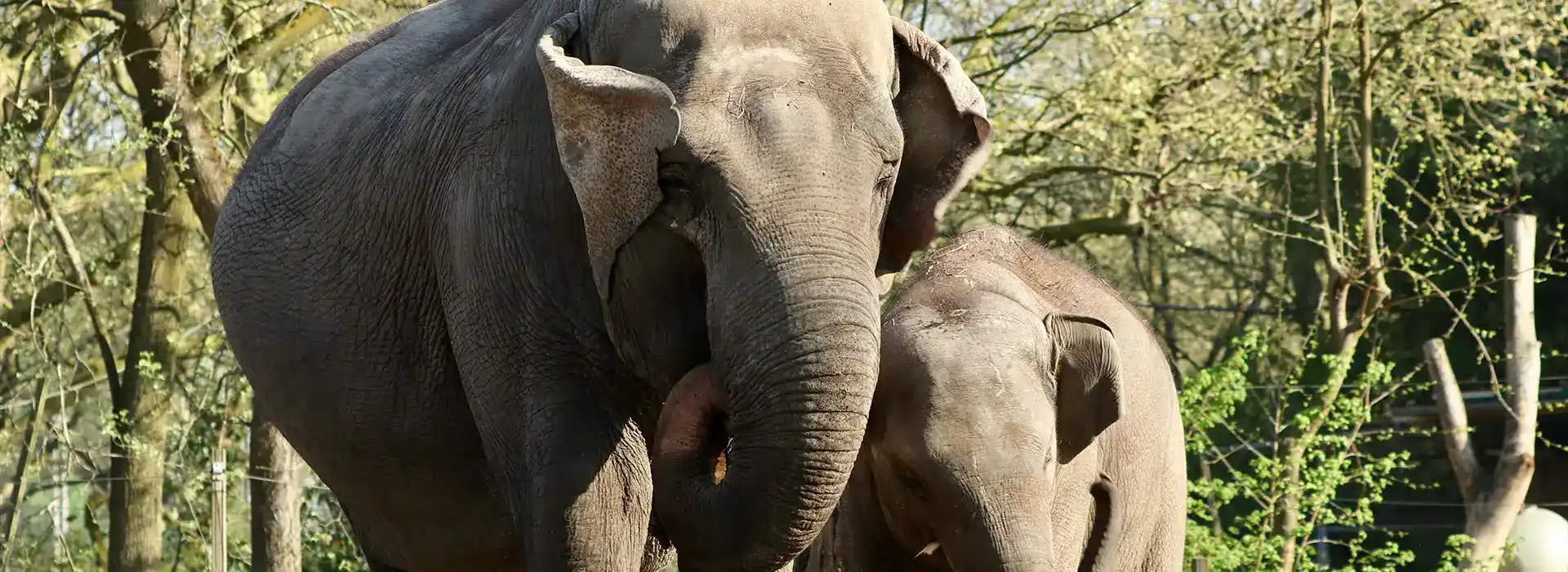 Bezoek aan een olifantenopvang